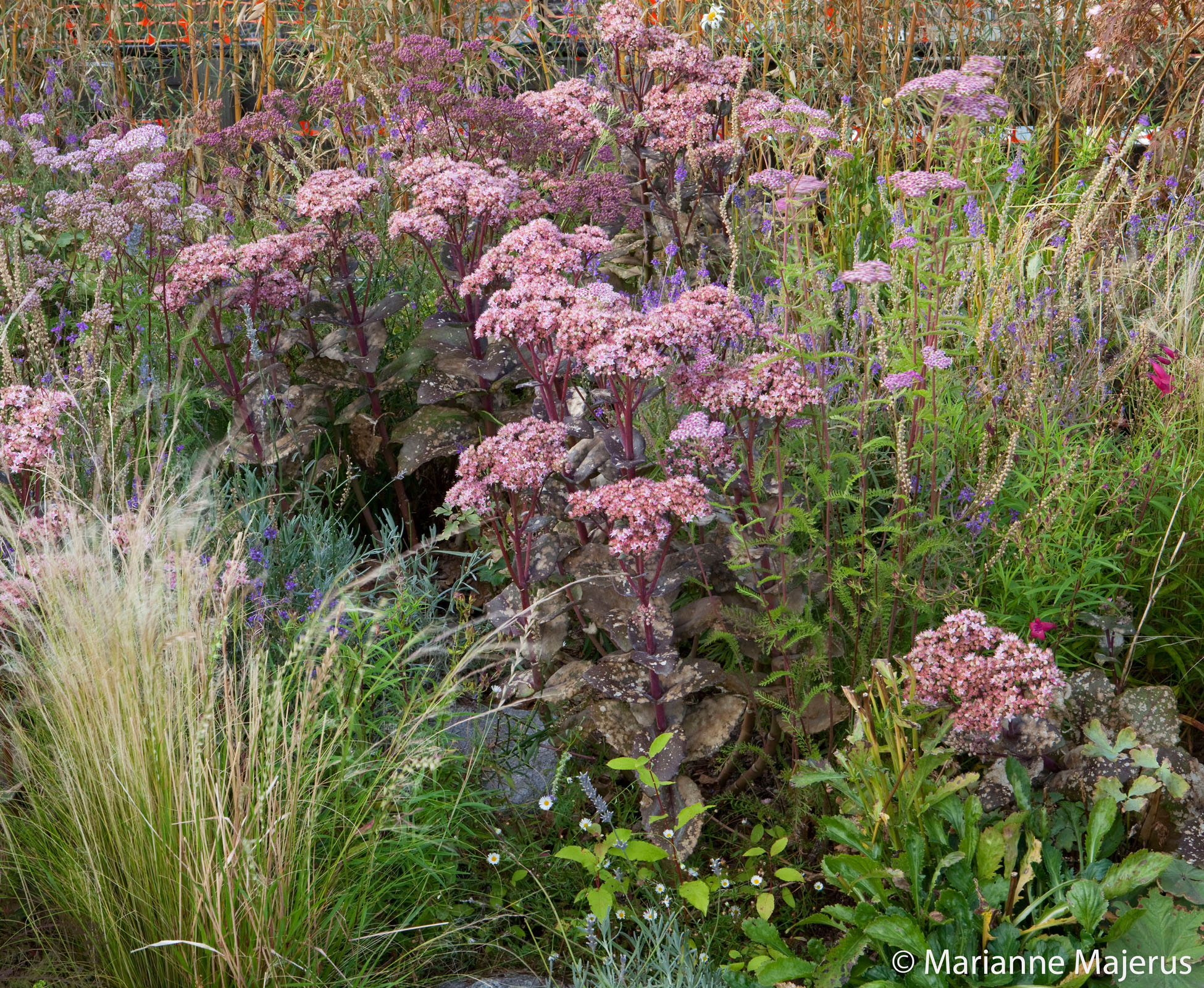 Detail of Achillea ‘Cerise Queen’, Sedum ‘Matrona’, Gaura lindheimeri, Stipa tenuissima, Penstemon ‘Garnet’, Linaria purpurea blend together in this dry planting, for a prairie style effect on this rooftop in the heart of Shoreditch, London.