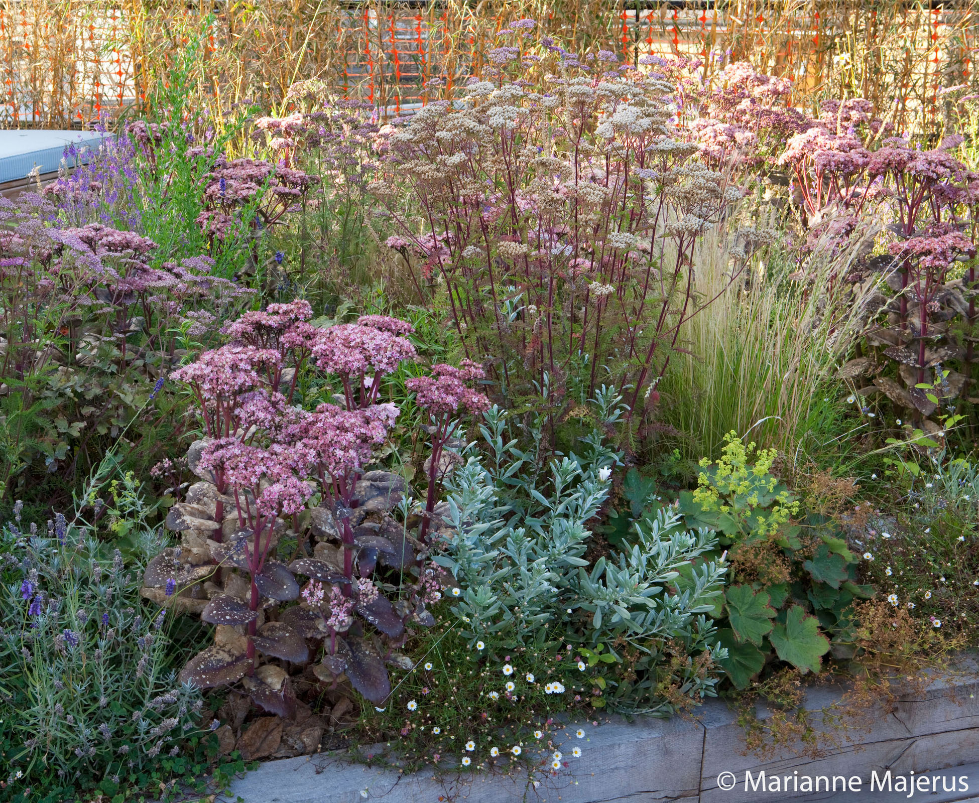 Detail of the front of the border with Alchemilla mollis, Erigeron karvinskianus, Convolvulus cneorum, Sedum ‘Matrona’ and Lavandula ‘Hidcote’ all tough plants that can resist the heat and wind on this rooftop in the heart of London, Shoreditch.