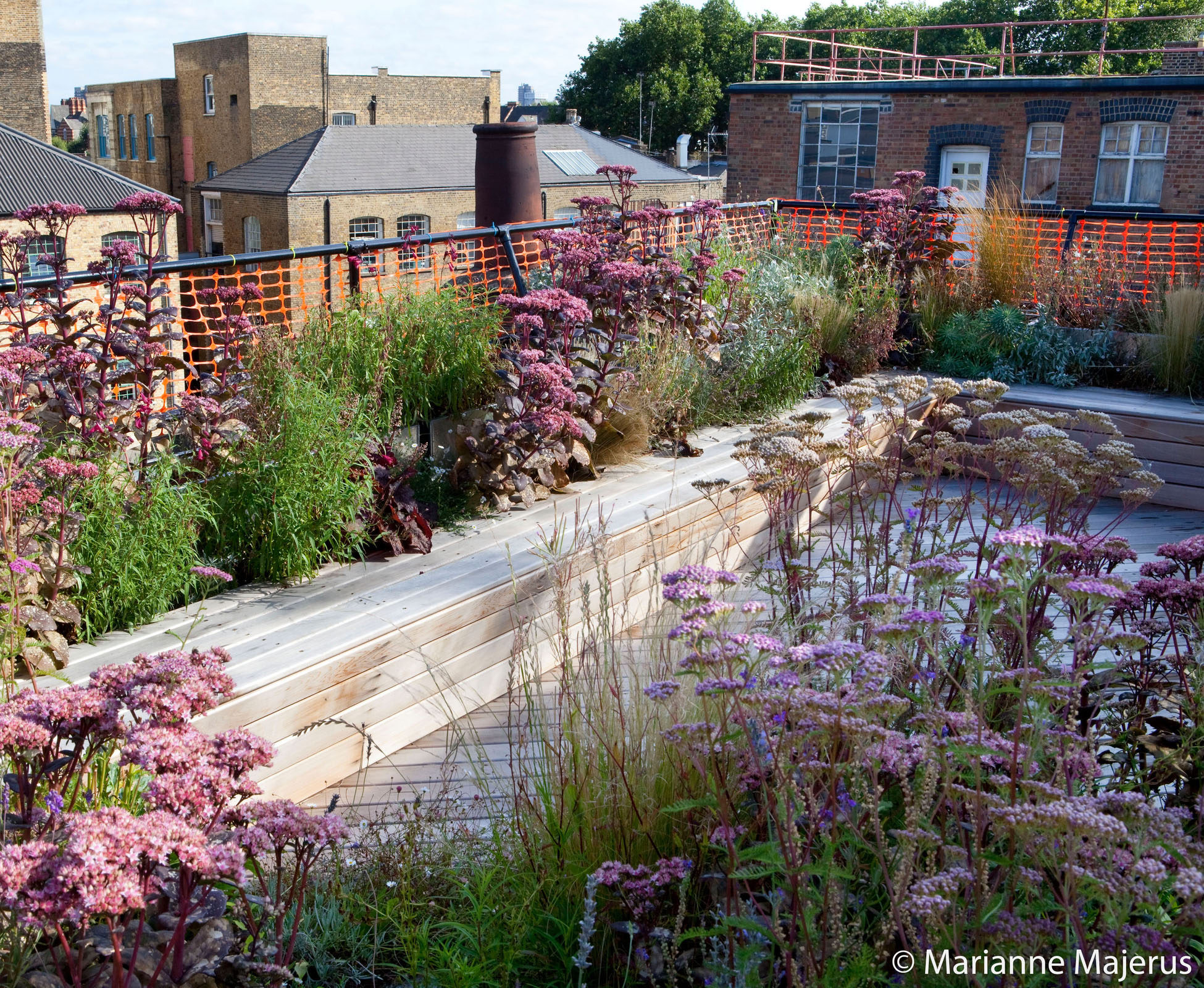 The soft pink Sedum flowers dance above the foliage, whilst the Penstemon are about to bloom. The lush greens contrast with the Stipa tenuissima and its golden leaves, catching the light on this rooftop garden in the heart of East London, Shoreditch.