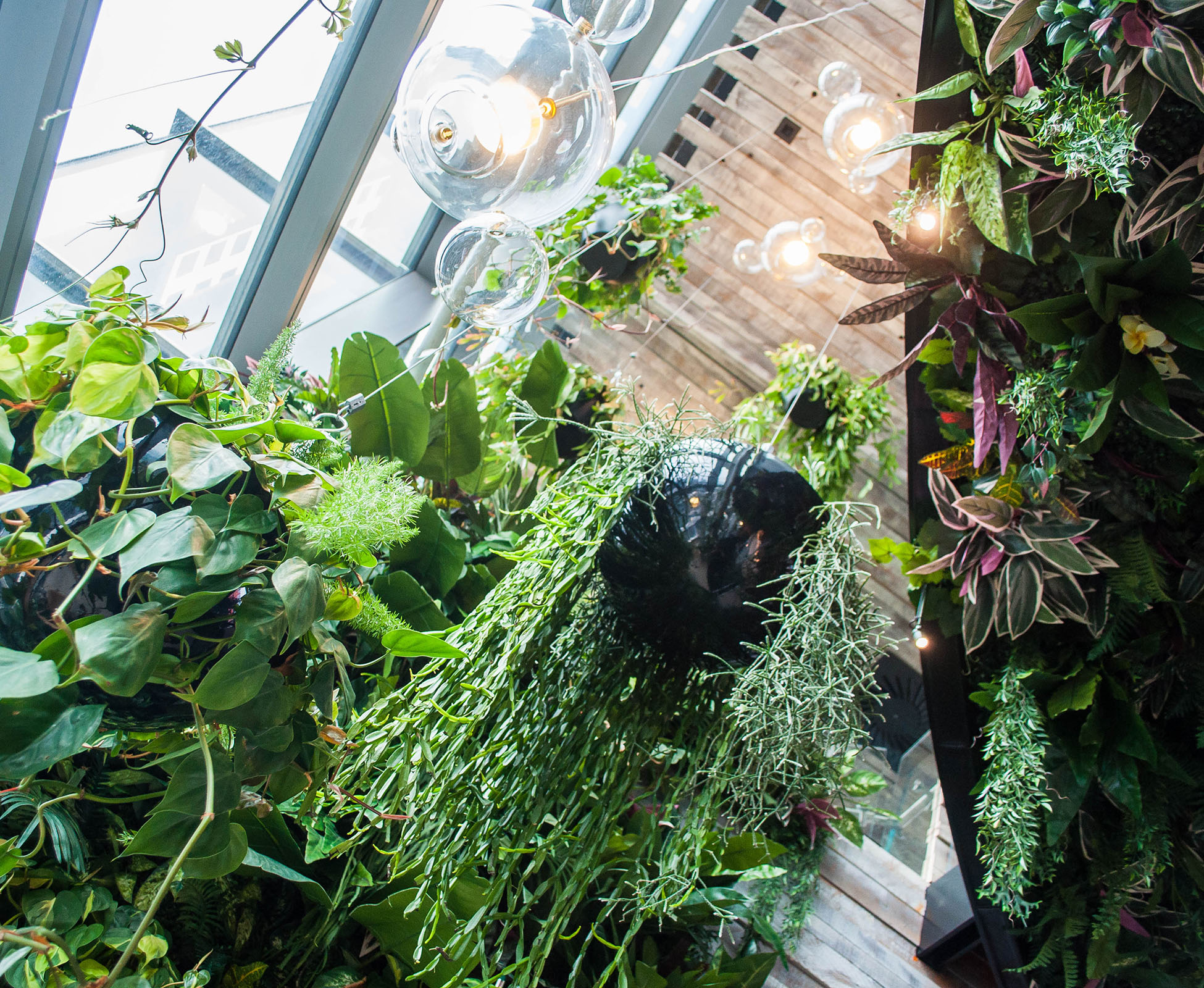 A ceiling of hanging plants hovers over the staircase and tall climbers trained up the columns at SushiSamba Heron Tower, create the sense of an exotic forest.