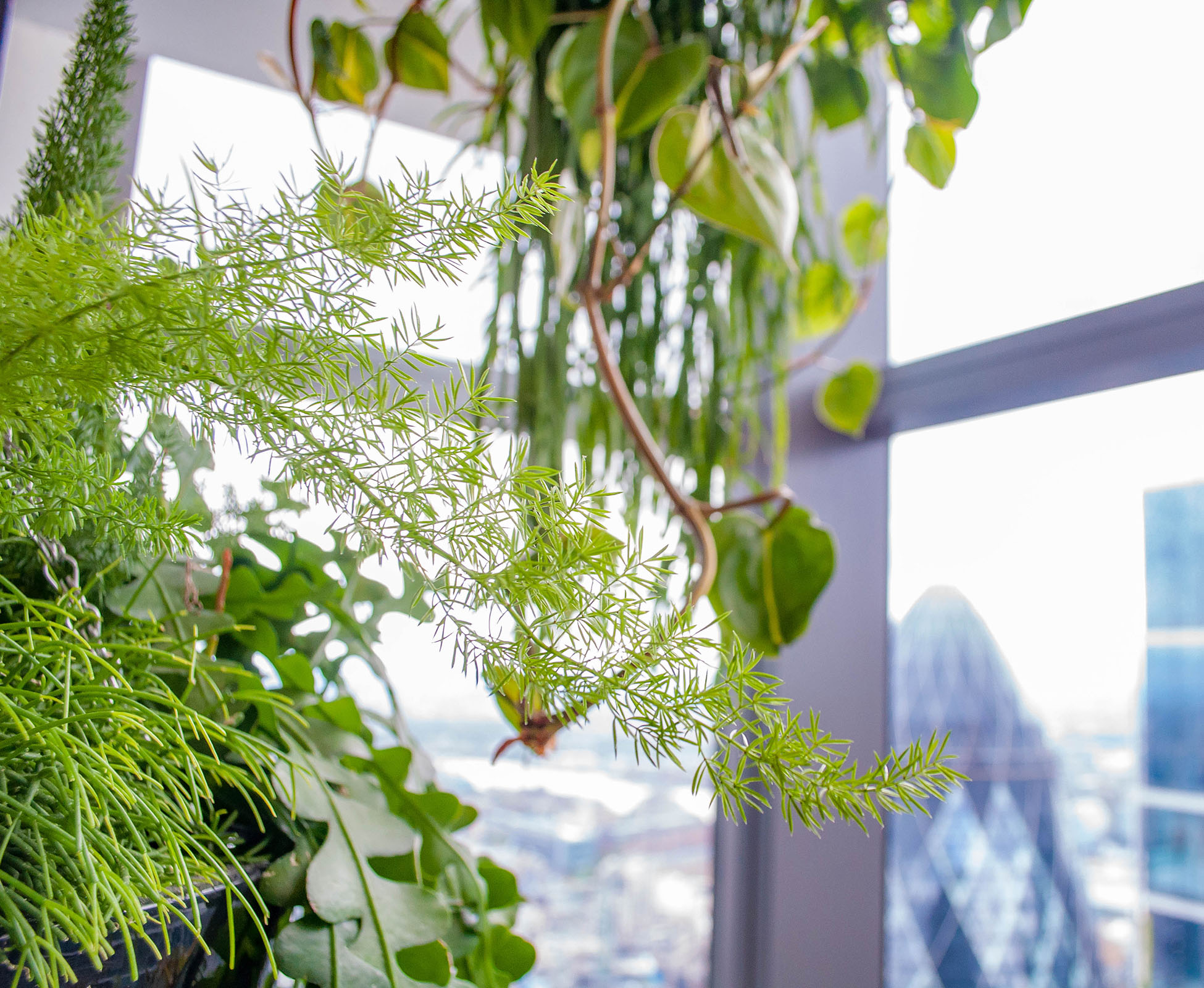 Close up of hanging plants in front of the wonderful view at SushiSamba Heron Tower.