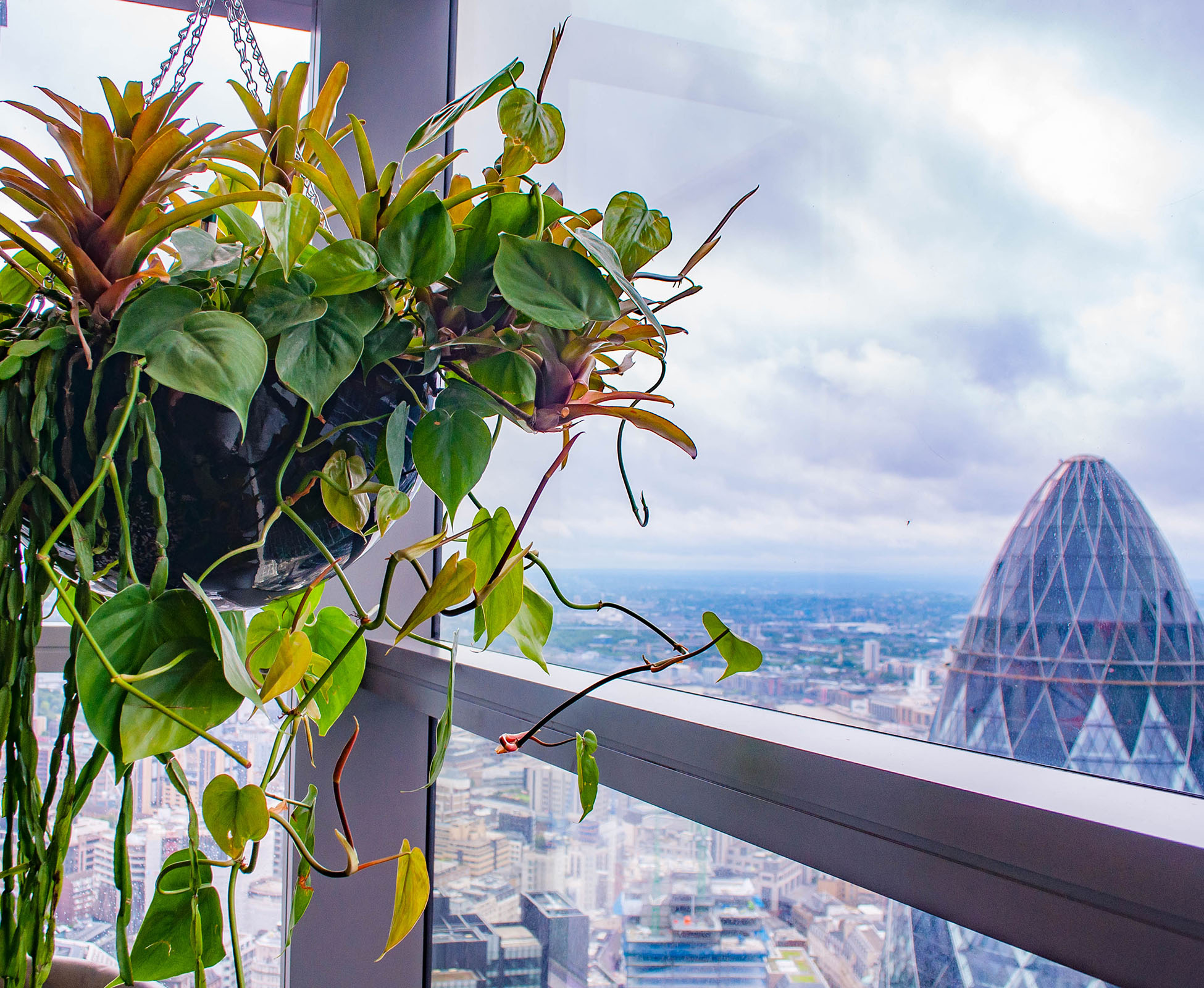 Schindapsus trails from the hanging planters, contrasting with the stunning architectural London skyline.