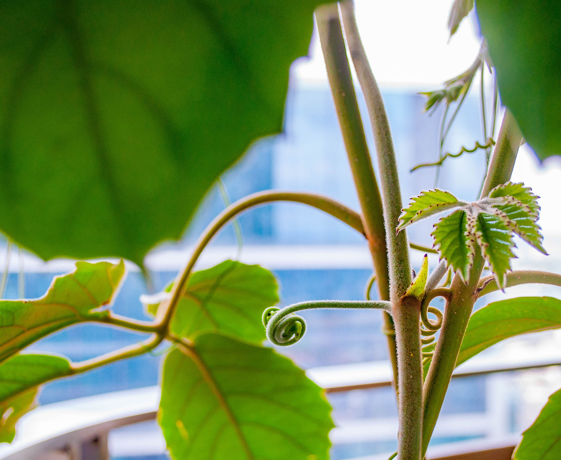 Close up of Tetrastigma voinierianum weaving its magic up one of the columns of SushiSamba Heron Tower restaurant.
