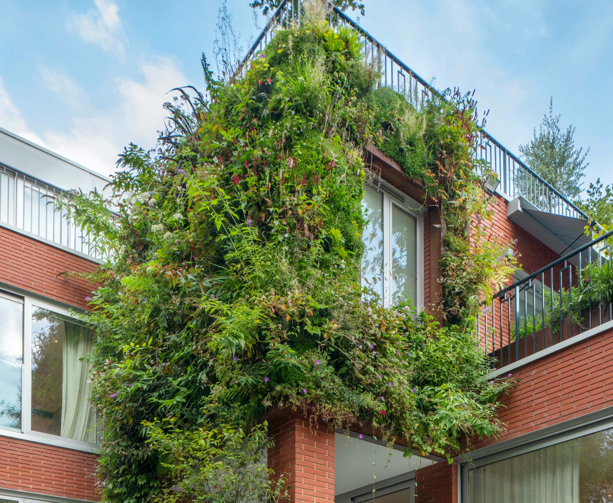 A living green wall covers part of the rear house facade softening its appearance and enveloping the entire property in luscious planting.