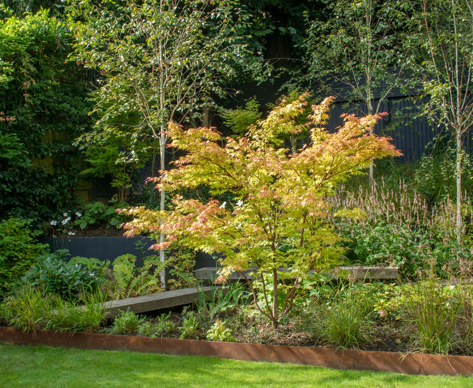 Gorgeous Acer palmatum 'Sango-kaku' starting to turn red matching the rusty finish of corten steel riser.