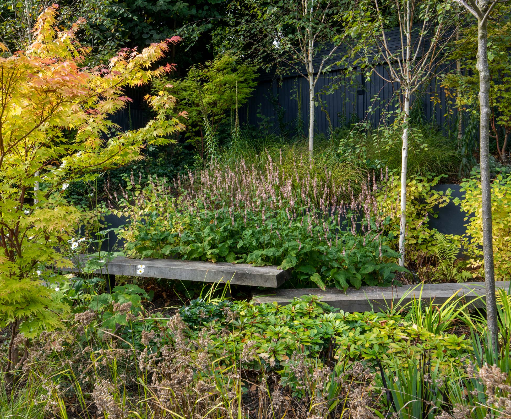 The built-in boardwalk seems to be floating above the foliage; Betula jacquemontii 'Doorenbos' single stem trees with layers of shady underplanting create a peaceful woodland corner at the end of the garden.