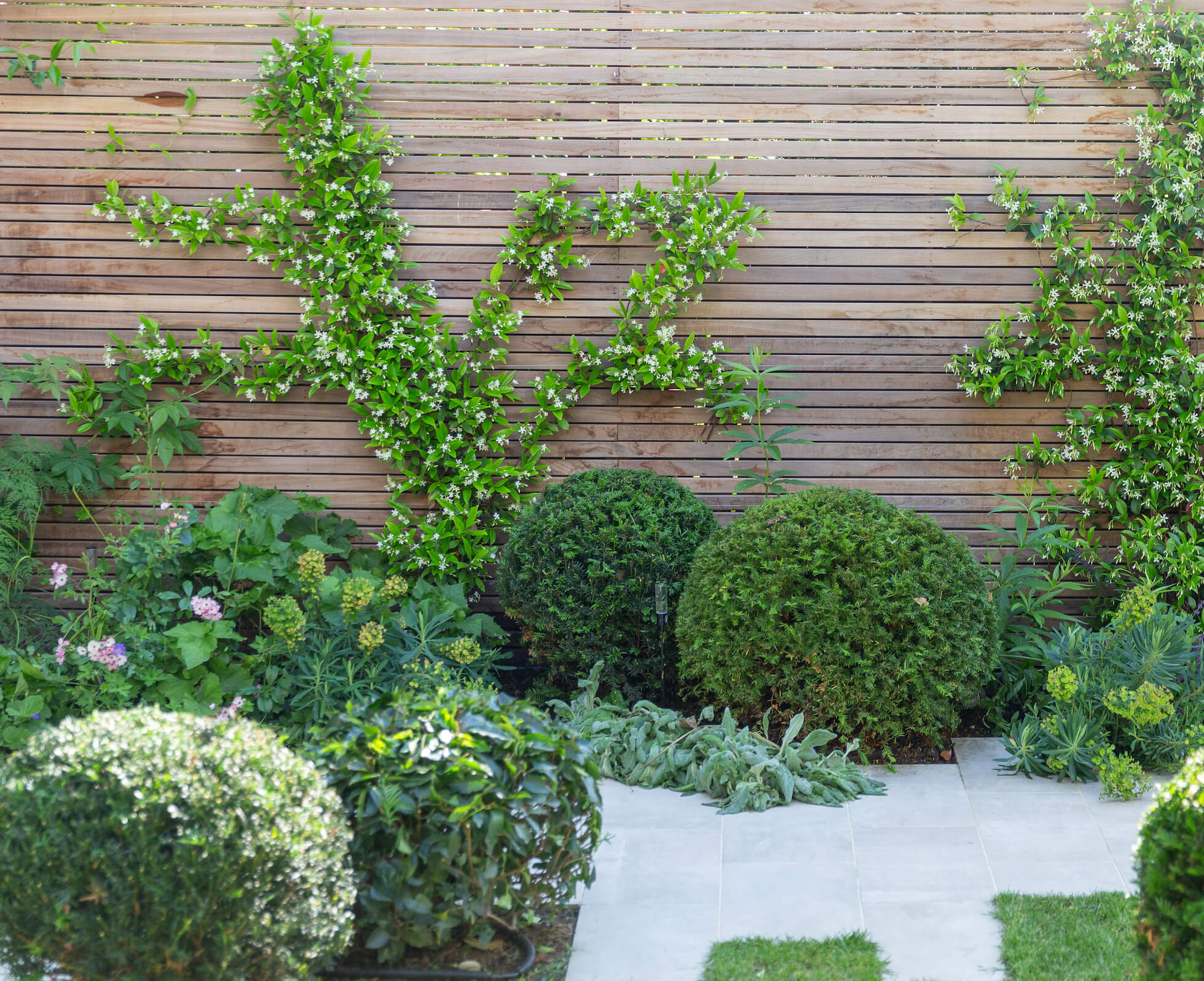 A hardwood slatted fence provides an attractive boundary, offset with Trachelospermum jasminoides , Taxus domes and herbaceous planting either side of a staggered path.