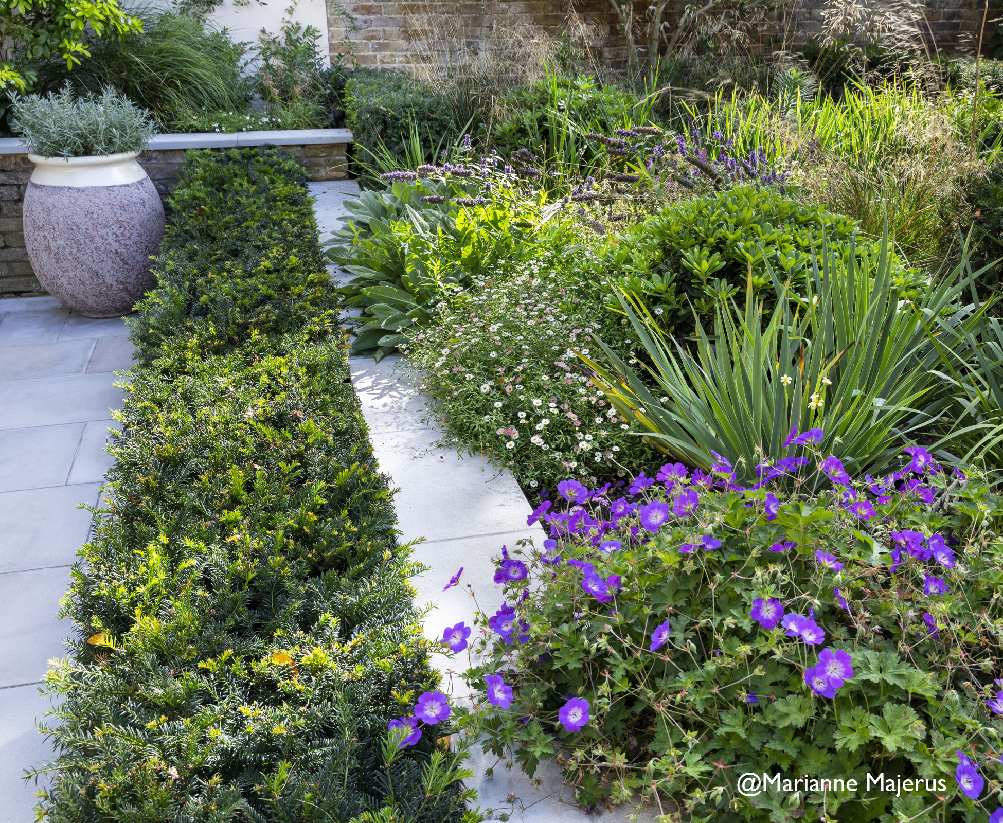 Close up of the raised planting area adjacent to the patio, with clipped Taxus hedge.